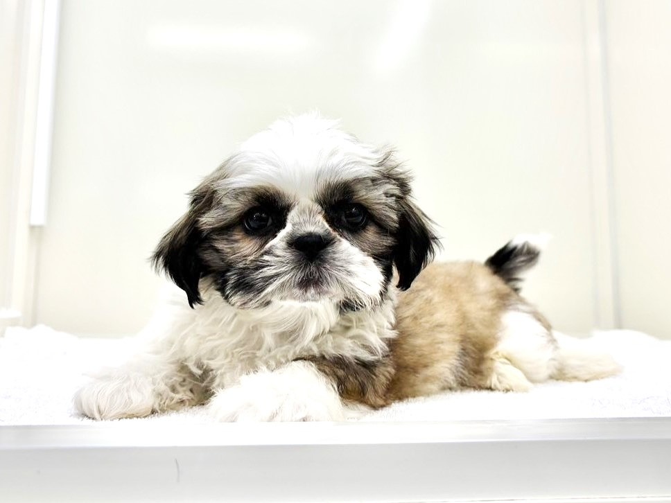 東京都のシーズー (かねだい本町田店/2025年10月8日生まれ/男の子/ゴールドホワイト)の子犬の1枚目の画像