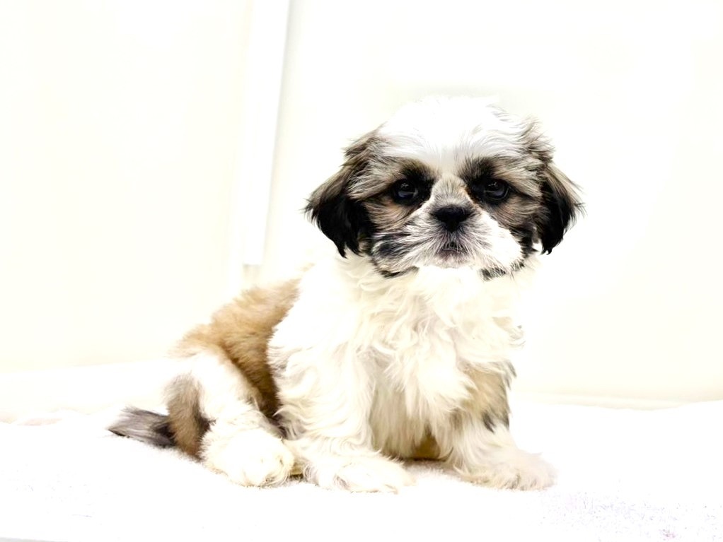 東京都のシーズー (かねだい本町田店/2025年10月8日生まれ/男の子/ゴールドホワイト)の子犬の2枚目の画像