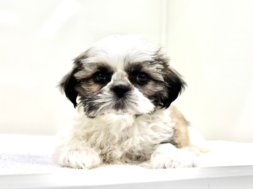 東京都のシーズー (かねだい本町田店/2025年10月8日生まれ/男の子/ゴールドホワイト)の子犬の3枚目の画像