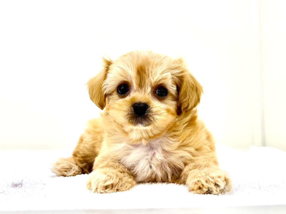 東京都のペキプー(ペキニーズ×プードル) (かねだい本町田店/2025年10月10日生まれ/女の子/アプリコットホワイト)の子犬の1枚目の画像