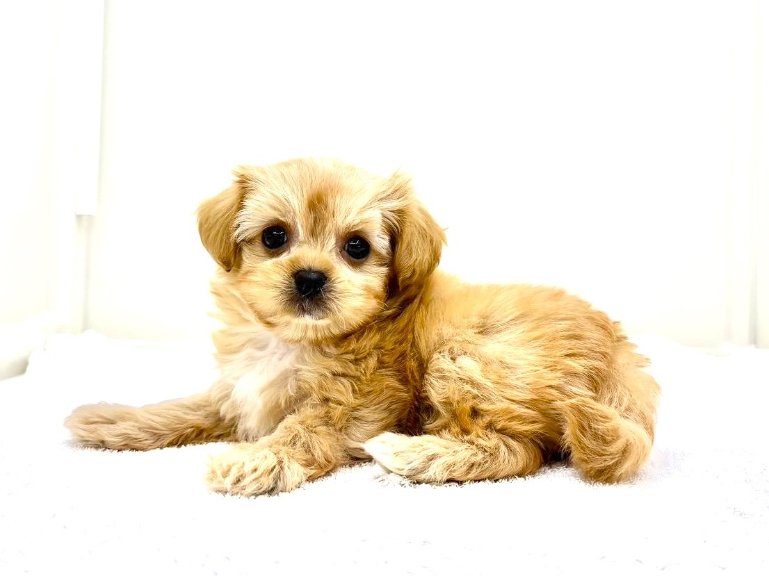 東京都のペキプー(ペキニーズ×プードル) (かねだい本町田店/2025年10月10日生まれ/女の子/アプリコットホワイト)の子犬の2枚目の画像