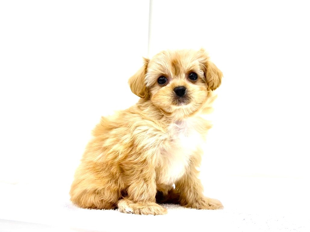 東京都のペキプー(ペキニーズ×プードル) (かねだい本町田店/2025年10月10日生まれ/女の子/アプリコットホワイト)の子犬の3枚目の画像