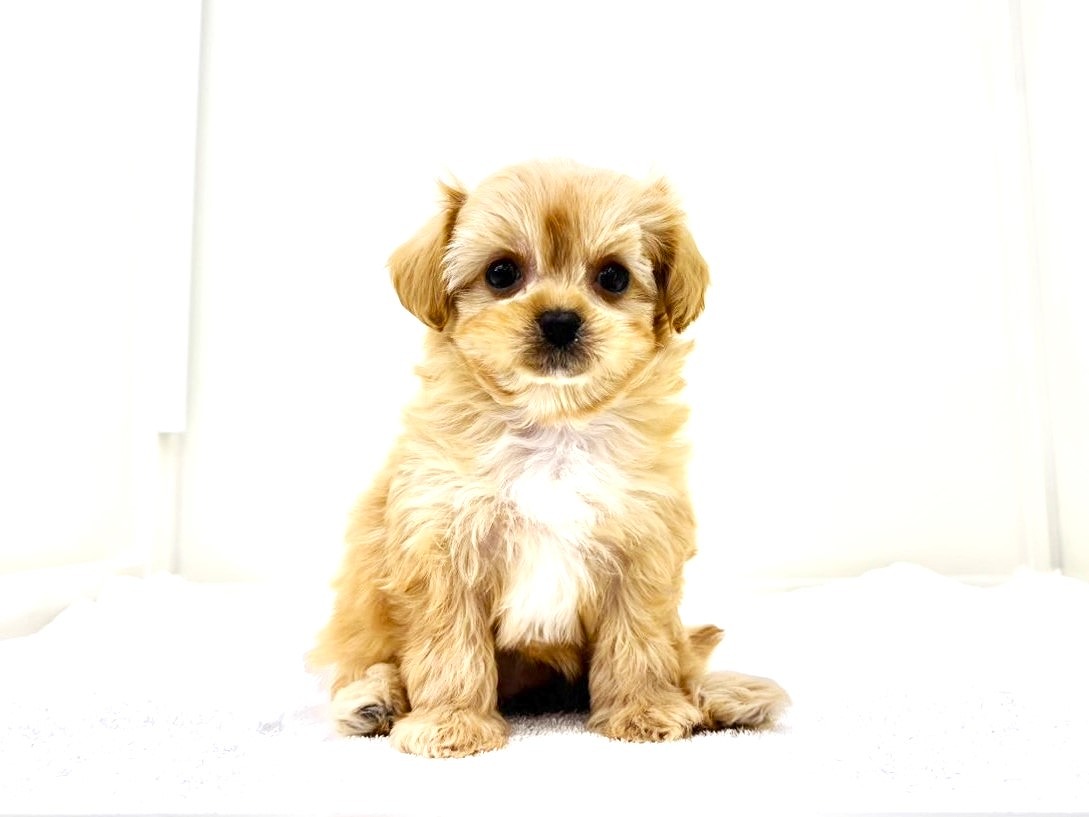 東京都のペキプー(ペキニーズ×プードル) (かねだい本町田店/2025年10月10日生まれ/女の子/アプリコットホワイト)の子犬の4枚目の画像