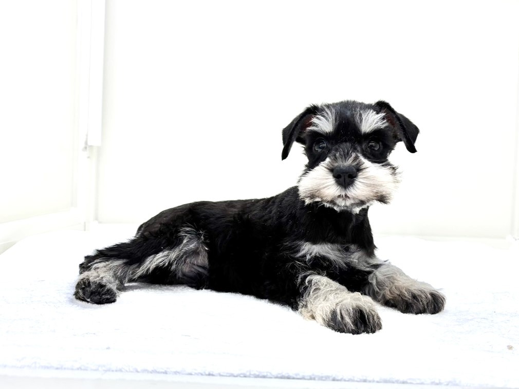 東京都のミニチュアシュナウザー (かねだい本町田店/2025年10月10日生まれ/男の子/ブラックシルバー)の子犬の1枚目の画像