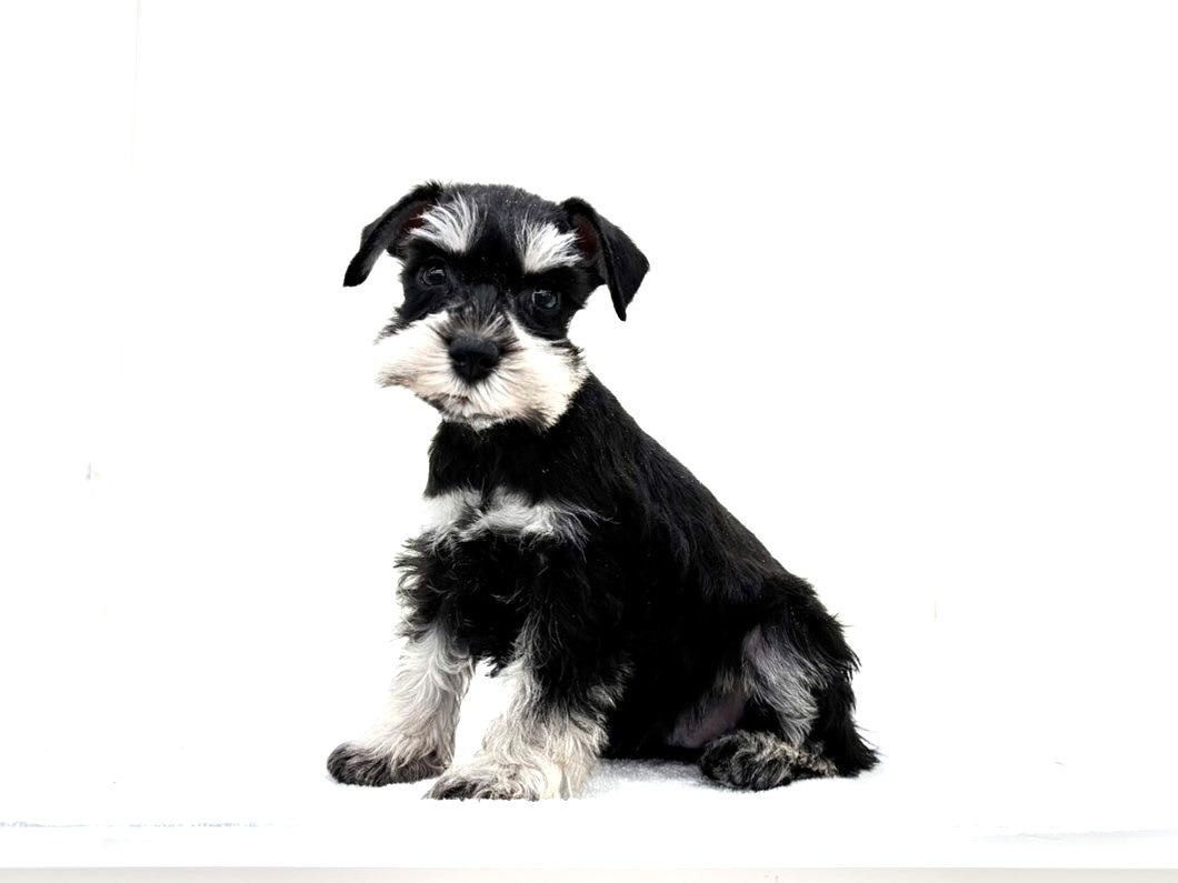 東京都のミニチュアシュナウザー (かねだい本町田店/2025年10月10日生まれ/男の子/ブラックシルバー)の子犬の2枚目の画像