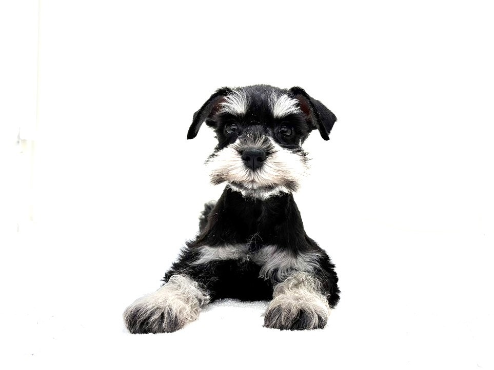 東京都のミニチュアシュナウザー (かねだい本町田店/2025年10月10日生まれ/男の子/ブラックシルバー)の子犬の3枚目の画像