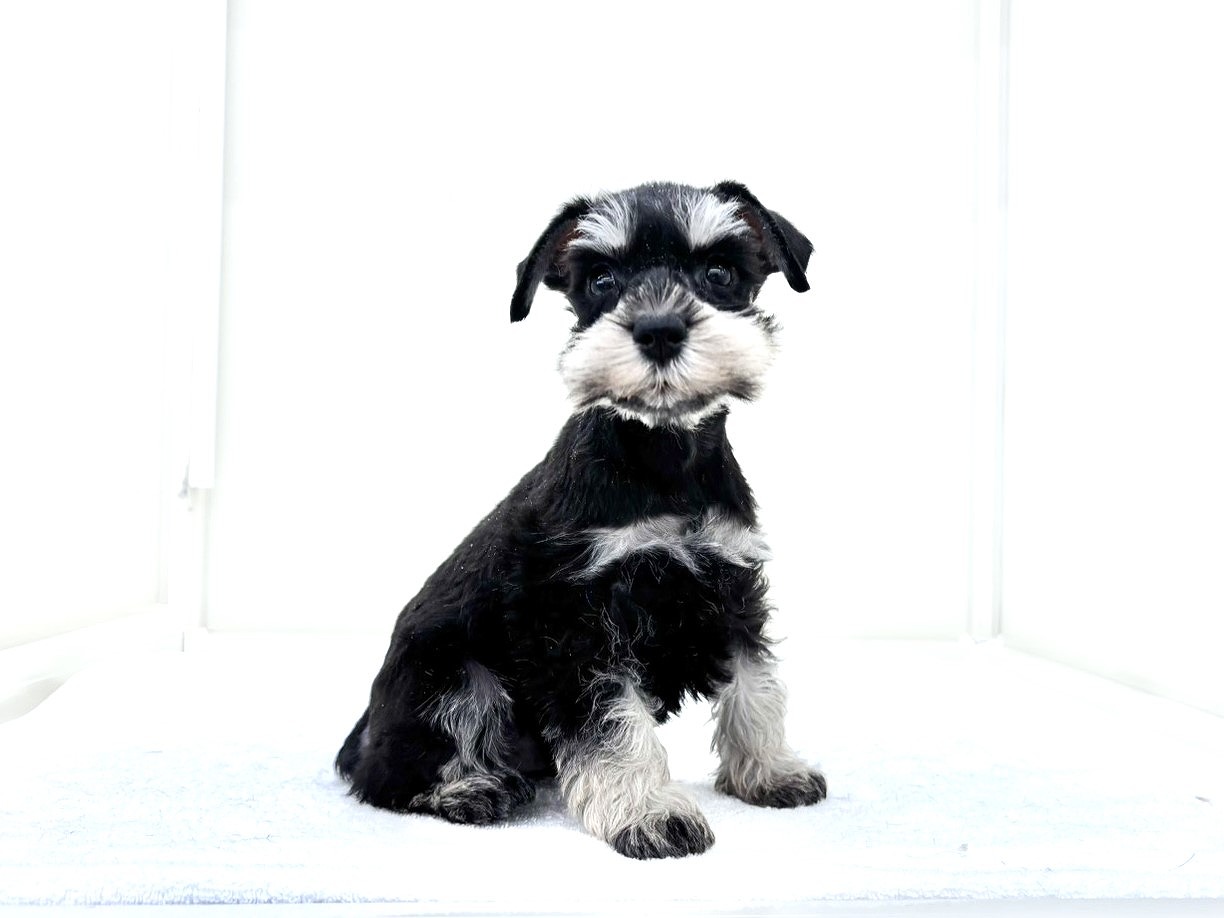 東京都のミニチュアシュナウザー (かねだい本町田店/2025年10月10日生まれ/男の子/ブラックシルバー)の子犬の4枚目の画像