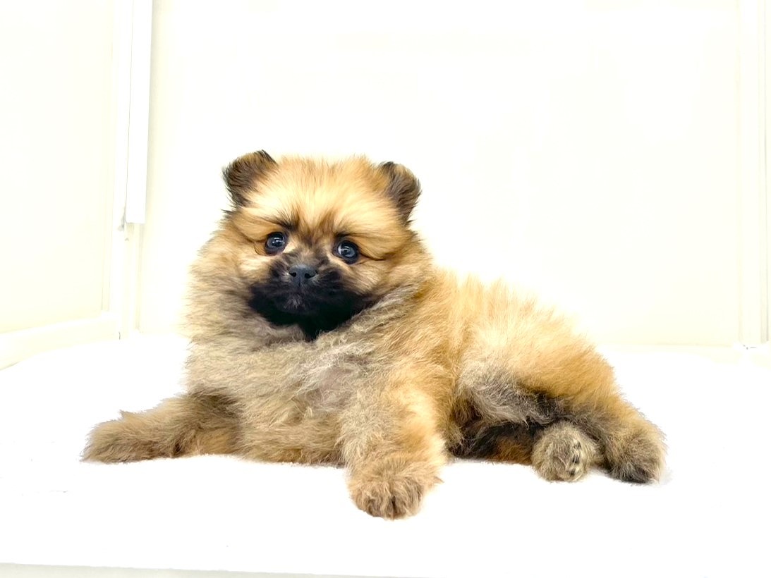東京都のポメラニアン (かねだい本町田店/2025年10月10日生まれ/男の子/オレンジ)の子犬の1枚目の画像