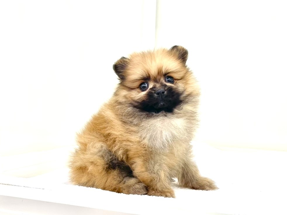 東京都のポメラニアン (かねだい本町田店/2025年10月10日生まれ/男の子/オレンジ)の子犬の2枚目の画像