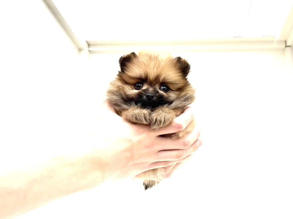 東京都のポメラニアン (かねだい本町田店/2025年10月10日生まれ/男の子/オレンジ)の子犬の3枚目の画像