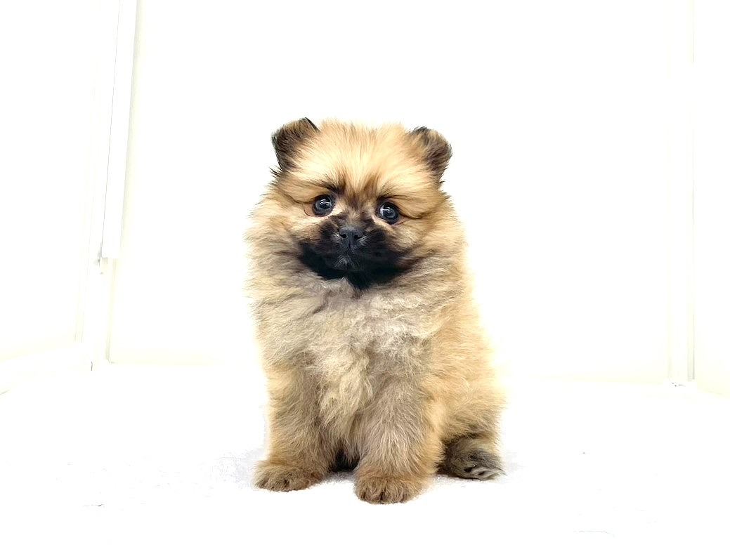 東京都のポメラニアン (かねだい本町田店/2025年10月10日生まれ/男の子/オレンジ)の子犬の4枚目の画像