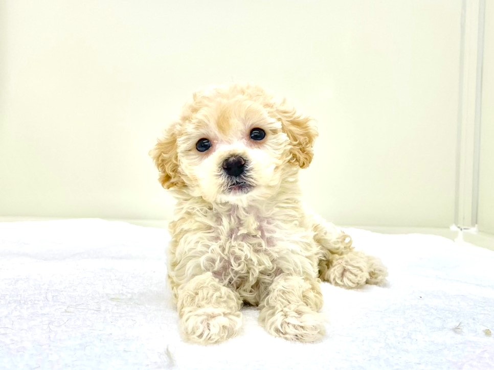 東京都のマルプー(マルチーズ×プードル) (かねだい本町田店/2025年10月12日生まれ/女の子/アプリコット)の子犬の1枚目の画像