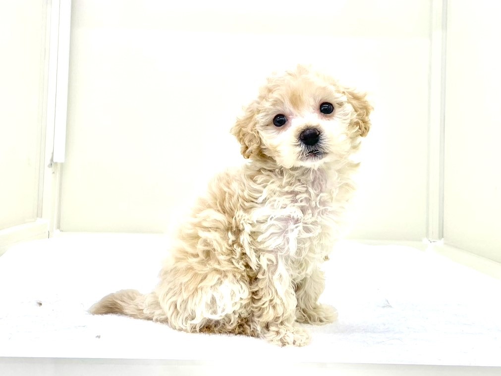 東京都のマルプー(マルチーズ×プードル) (かねだい本町田店/2025年10月12日生まれ/女の子/アプリコット)の子犬の2枚目の画像