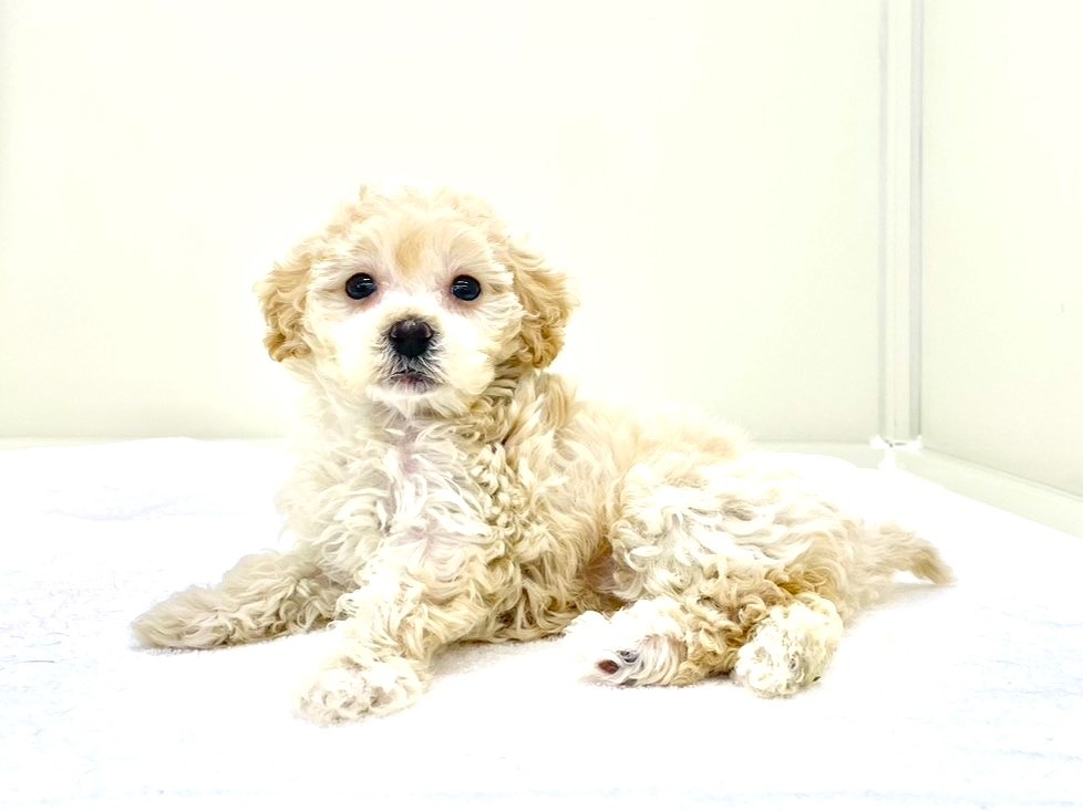 東京都のマルプー(マルチーズ×プードル) (かねだい本町田店/2025年10月12日生まれ/女の子/アプリコット)の子犬の3枚目の画像