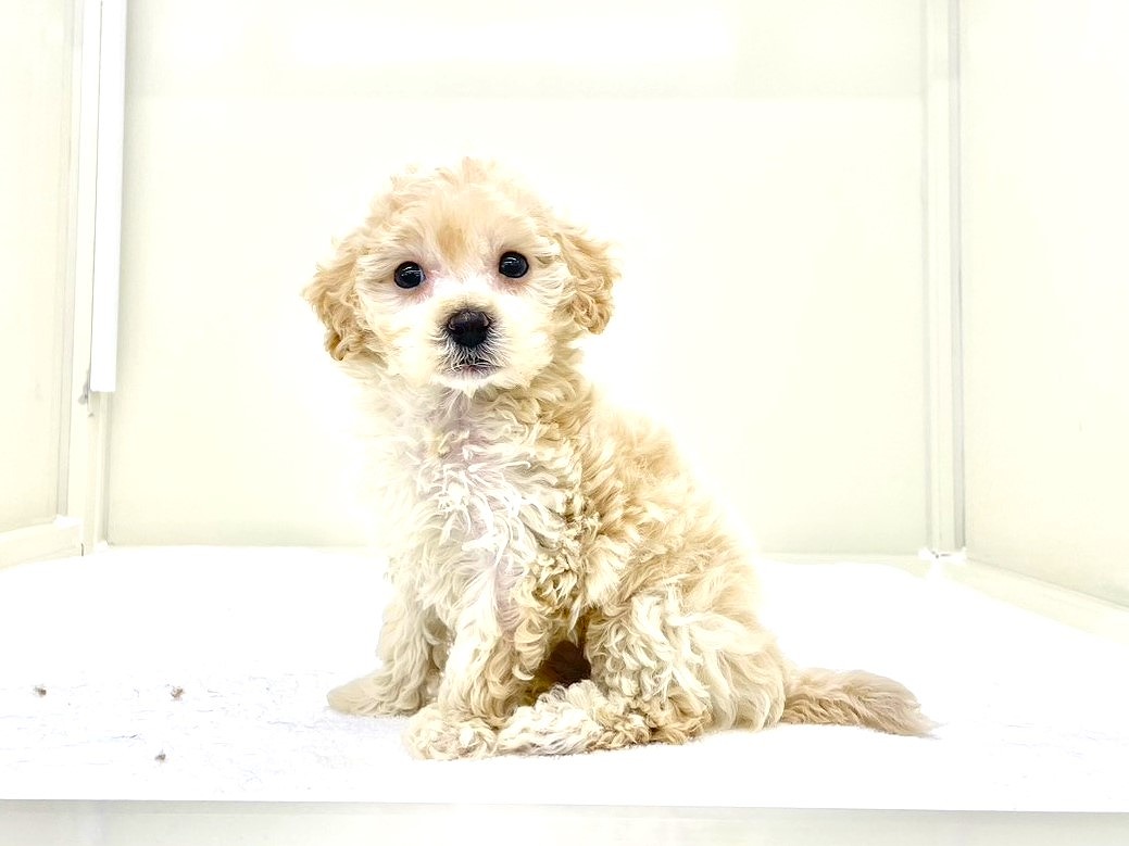 東京都のマルプー(マルチーズ×プードル) (かねだい本町田店/2025年10月12日生まれ/女の子/アプリコット)の子犬の4枚目の画像