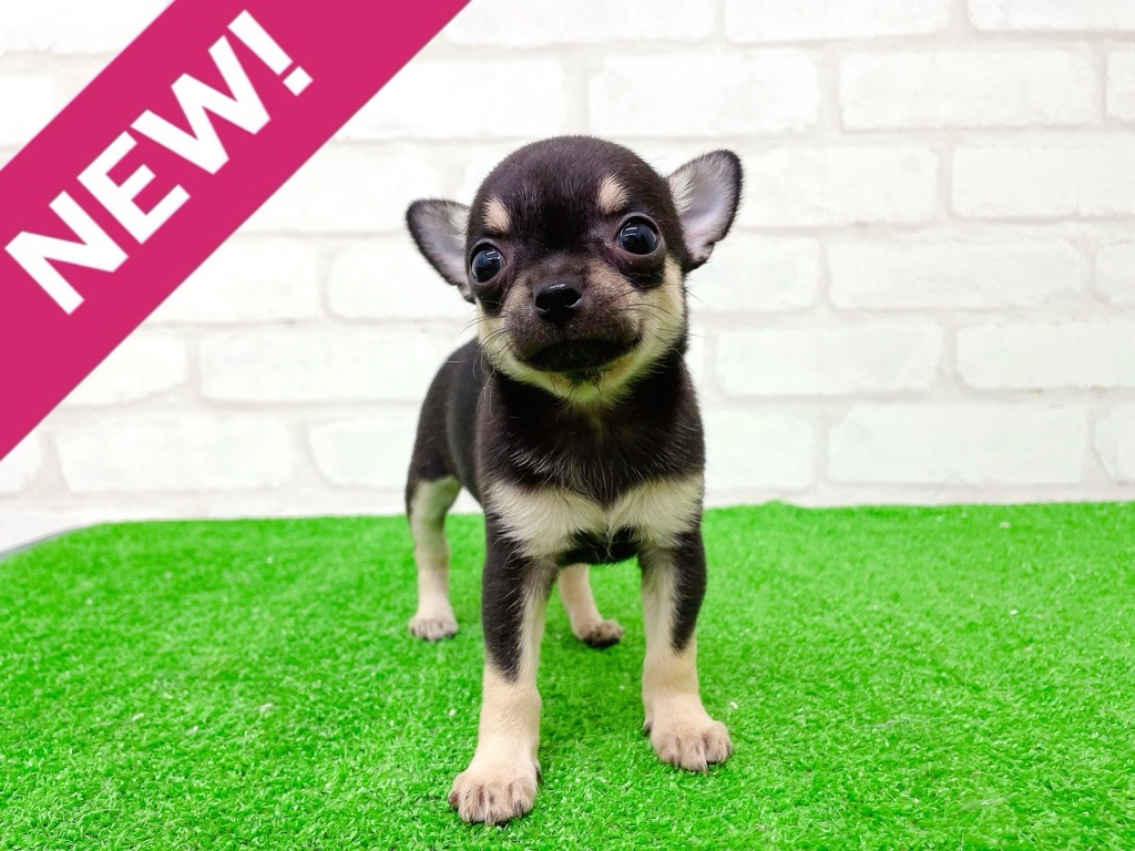 東京都のチワワ(スムース) (かねだい立川店/2025年10月11日生まれ/女の子/ブラックタンホワイト)の子犬の1枚目の画像