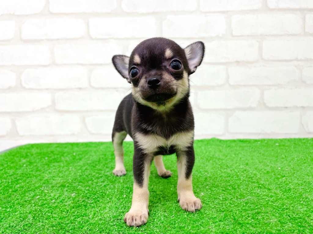 東京都のチワワ(スムース) (かねだい立川店/2025年10月11日生まれ/女の子/ブラックタンホワイト)の子犬の2枚目の画像