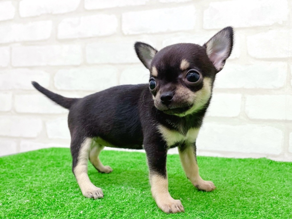 東京都のチワワ(スムース) (かねだい立川店/2025年10月11日生まれ/女の子/ブラックタンホワイト)の子犬の3枚目の画像