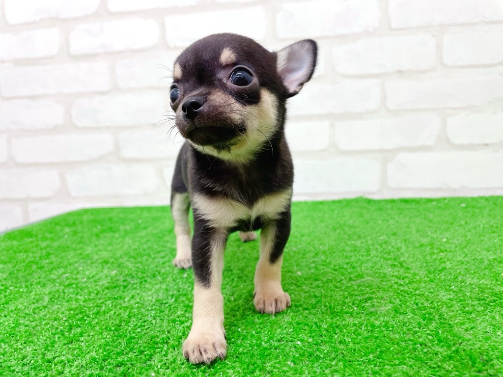 東京都のチワワ(スムース) (かねだい立川店/2025年10月11日生まれ/女の子/ブラックタンホワイト)の子犬の4枚目の画像