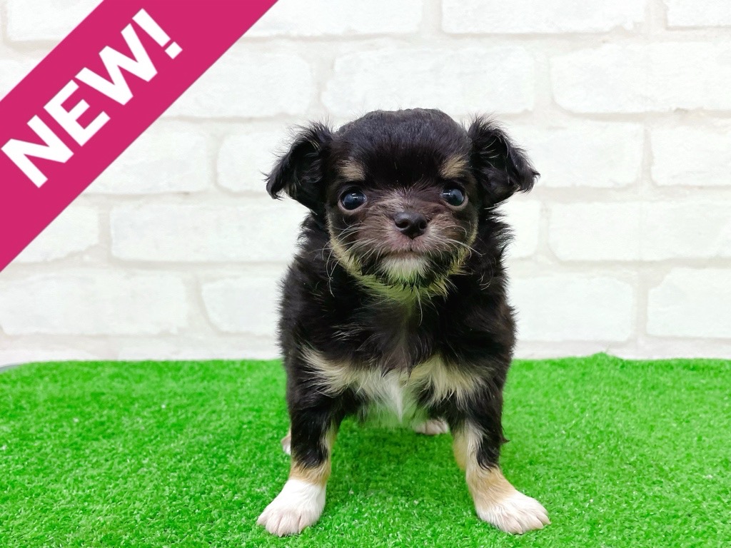 東京都のチワワ(ロング) (かねだい立川店/2025年10月11日生まれ/女の子/ブラックタンホワイト)の子犬の1枚目の画像