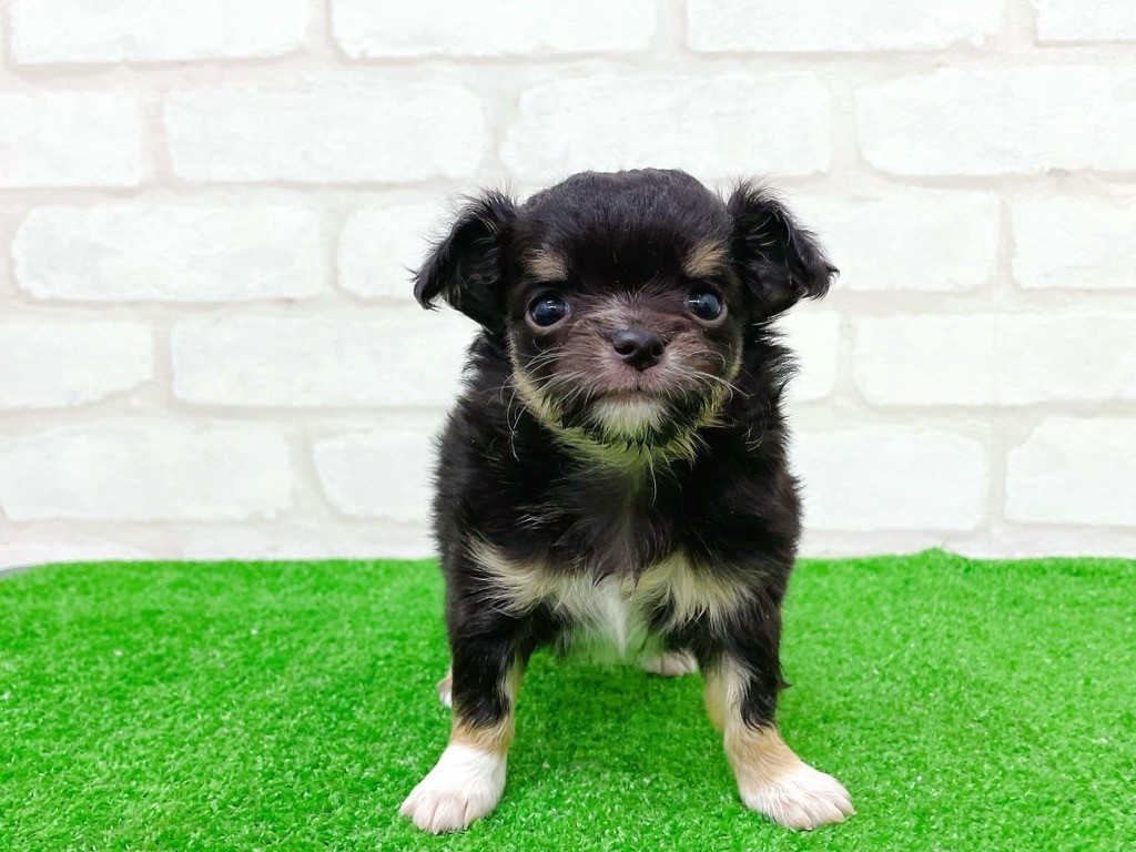 東京都のチワワ(ロング) (かねだい立川店/2025年10月11日生まれ/女の子/ブラックタンホワイト)の子犬の2枚目の画像