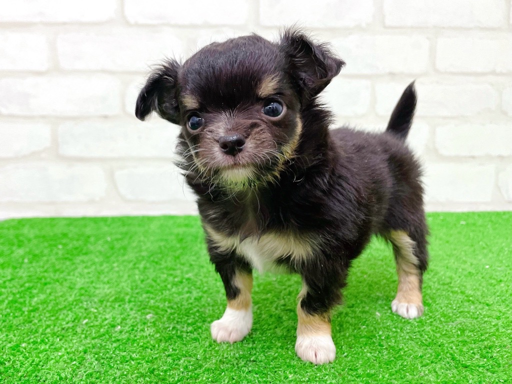 東京都のチワワ(ロング) (かねだい立川店/2025年10月11日生まれ/女の子/ブラックタンホワイト)の子犬の3枚目の画像