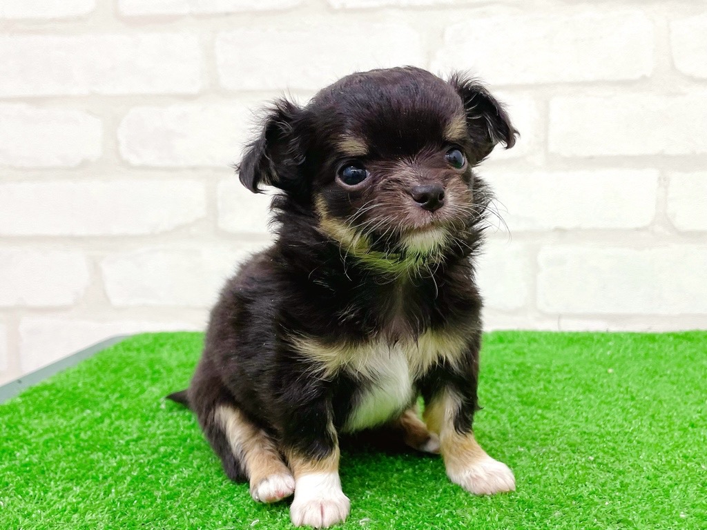 東京都のチワワ(ロング) (かねだい立川店/2025年10月11日生まれ/女の子/ブラックタンホワイト)の子犬の4枚目の画像