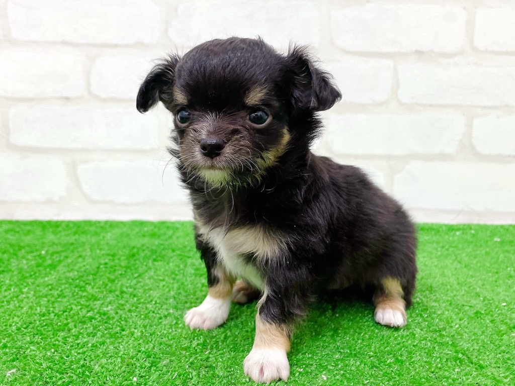 東京都のチワワ(ロング) (かねだい立川店/2025年10月11日生まれ/女の子/ブラックタンホワイト)の子犬の4枚目の画像