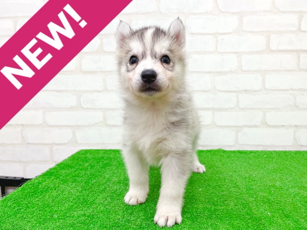 東京都のシベリアンハスキー (かねだい立川店/2025年10月11日生まれ/女の子/シルバーホワイト)の子犬の1枚目の画像