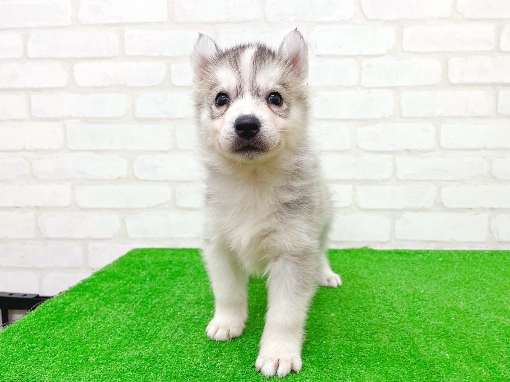 東京都のシベリアンハスキー (かねだい立川店/2025年10月11日生まれ/女の子/シルバーホワイト)の子犬の2枚目の画像