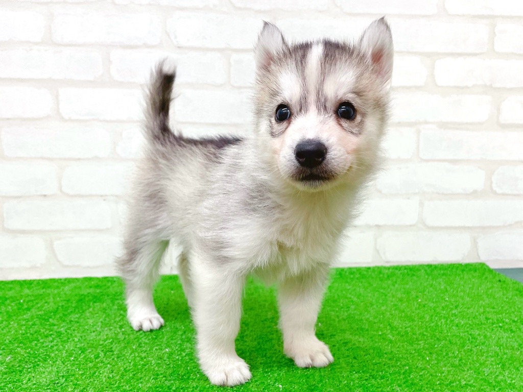 東京都のシベリアンハスキー (かねだい立川店/2025年10月11日生まれ/女の子/シルバーホワイト)の子犬の3枚目の画像