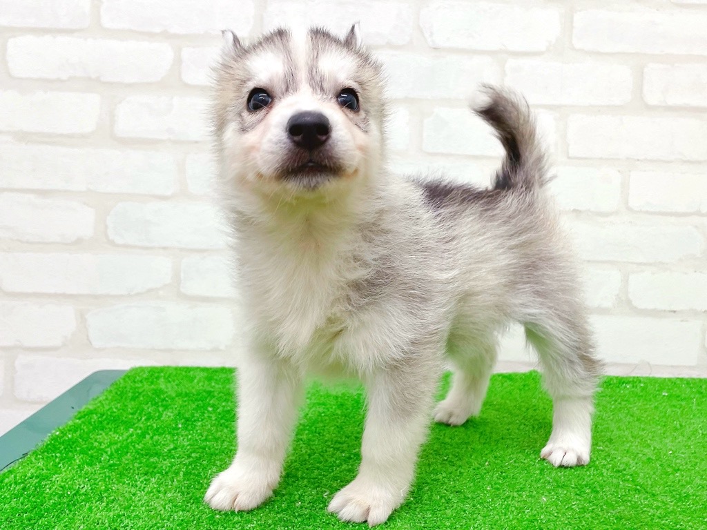 東京都のシベリアンハスキー (かねだい立川店/2025年10月11日生まれ/女の子/シルバーホワイト)の子犬の4枚目の画像