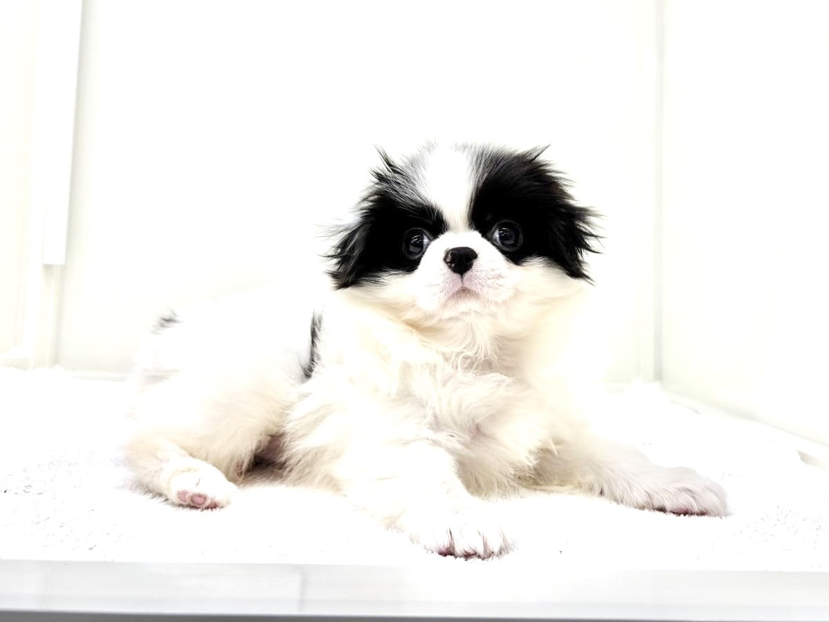東京都の狆 (かねだい本町田店/2025年10月12日生まれ/女の子/白黒)の子犬の1枚目の画像