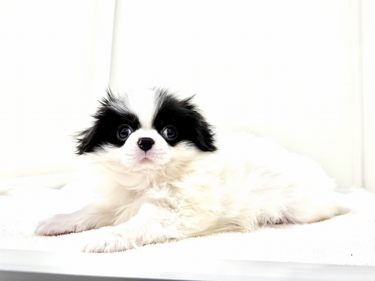 東京都の狆 (かねだい本町田店/2025年10月12日生まれ/女の子/白黒)の子犬の2枚目の画像