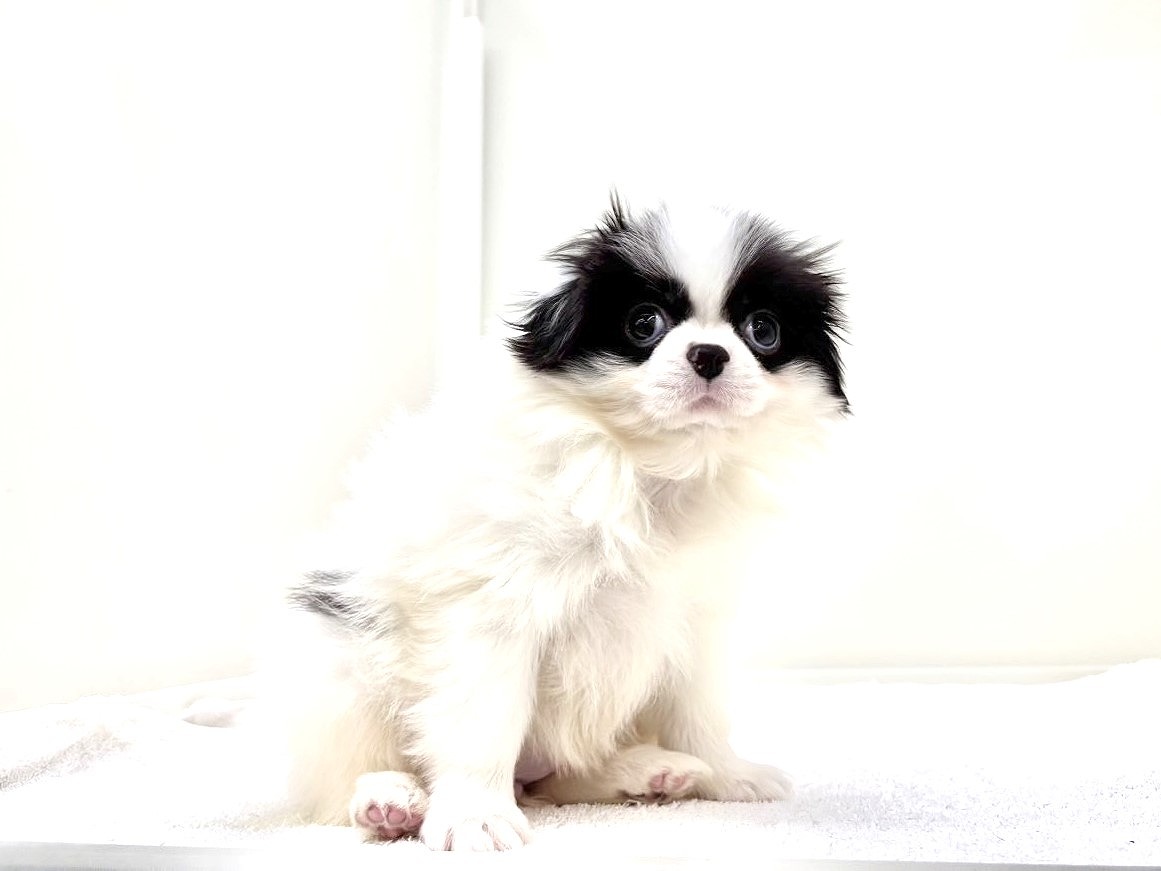 東京都の狆 (かねだい本町田店/2025年10月12日生まれ/女の子/白黒)の子犬の3枚目の画像