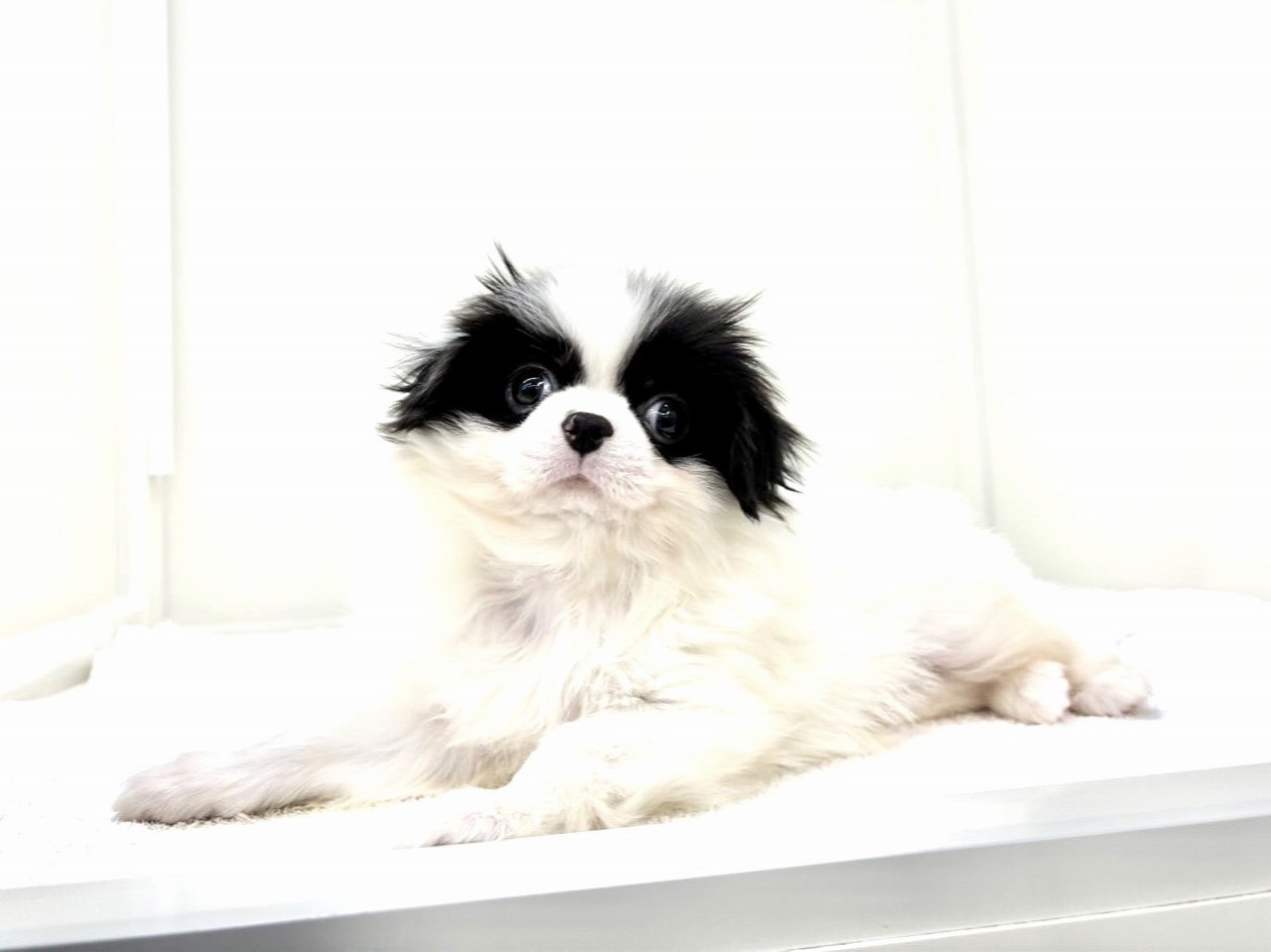 東京都の狆 (かねだい本町田店/2025年10月12日生まれ/女の子/白黒)の子犬の4枚目の画像