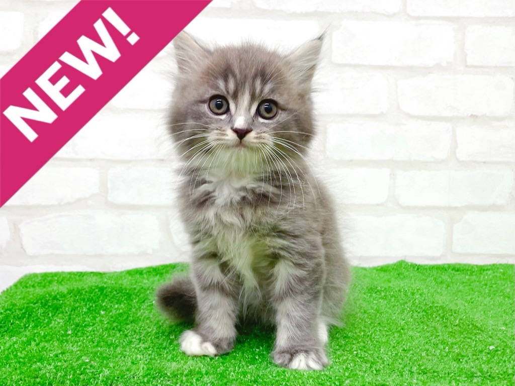 東京都のマンチカン (かねだい立川店/2025年10月12日生まれ/男の子/ブルータビーホワイト)の子猫の1枚目の画像