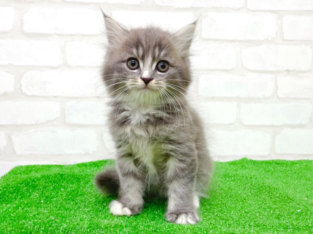 東京都のマンチカン (かねだい立川店/2025年10月12日生まれ/男の子/ブルータビーホワイト)の子猫の2枚目の画像