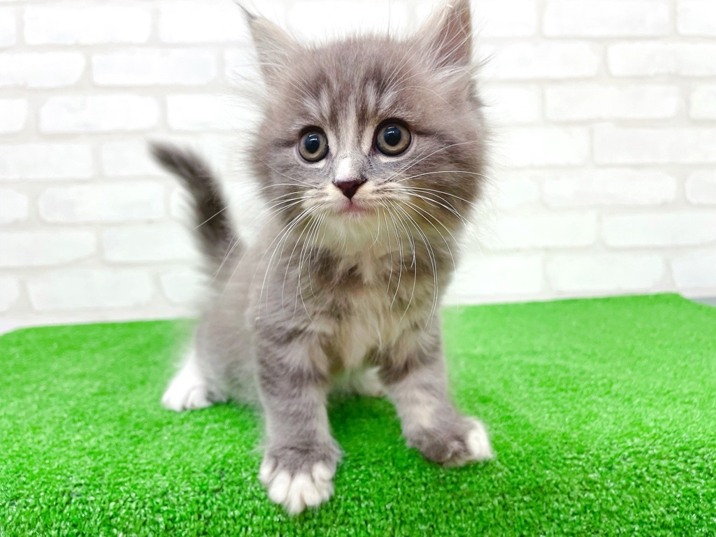 東京都のマンチカン (かねだい立川店/2025年10月12日生まれ/男の子/ブルータビーホワイト)の子猫の3枚目の画像