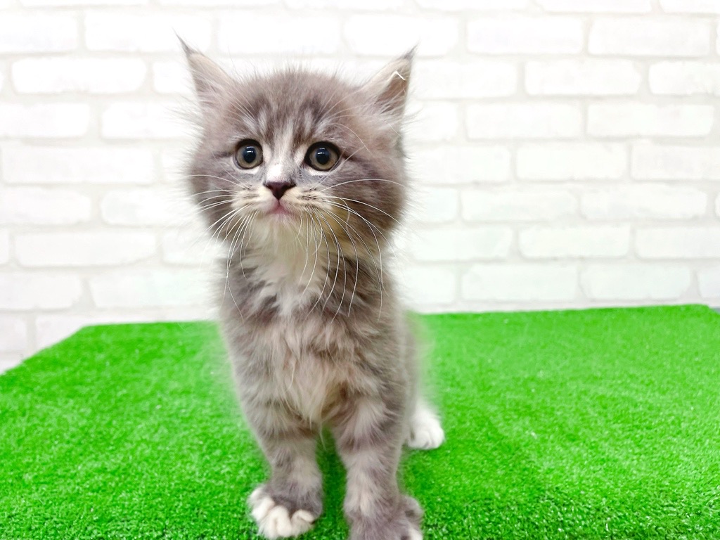 東京都のマンチカン (かねだい立川店/2025年10月12日生まれ/男の子/ブルータビーホワイト)の子猫の4枚目の画像