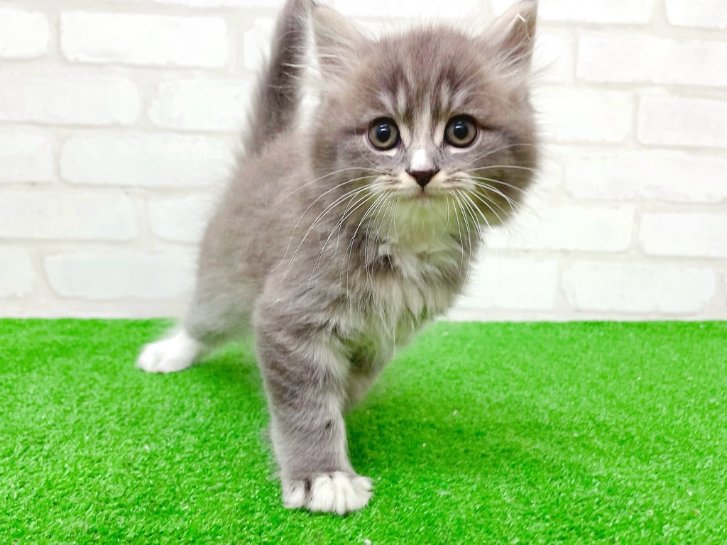 東京都のマンチカン (かねだい立川店/2025年10月12日生まれ/男の子/ブルータビーホワイト)の子猫の4枚目の画像