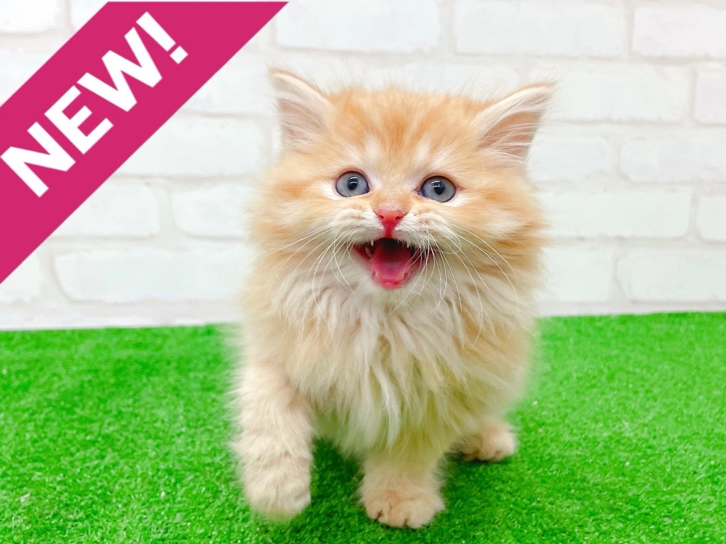 東京都のミヌエット (かねだい立川店/2025年10月10日生まれ/女の子/レッドタビー)の子猫の1枚目の画像