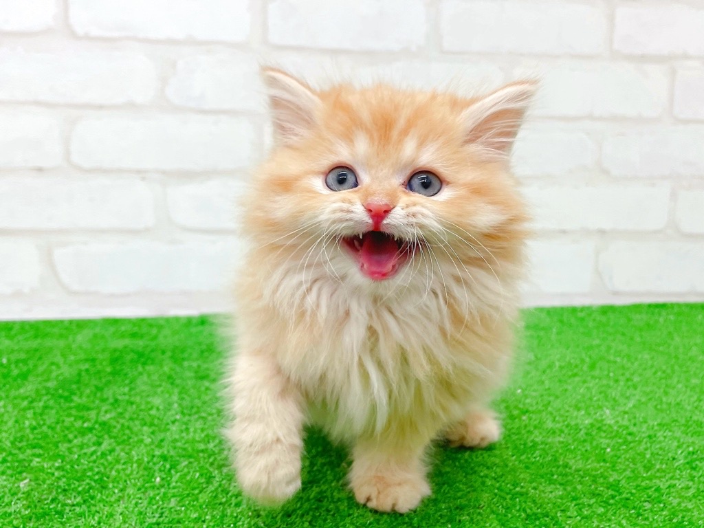 東京都のミヌエット (かねだい立川店/2025年10月10日生まれ/女の子/レッドタビー)の子猫の2枚目の画像