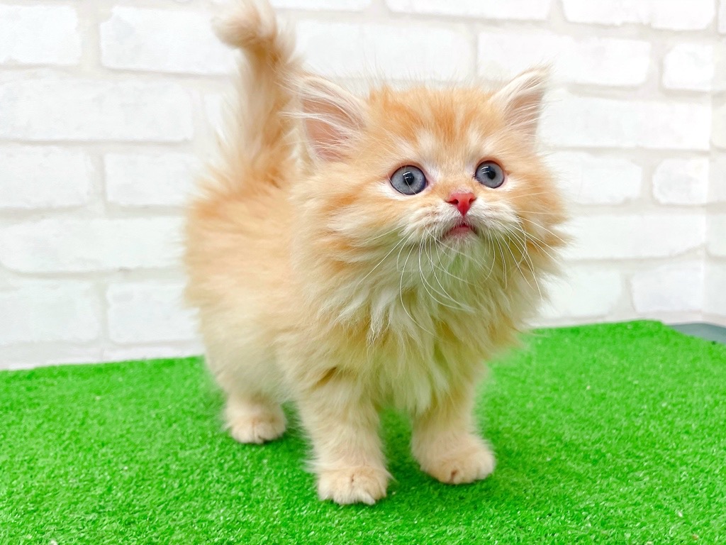 東京都のミヌエット (かねだい立川店/2025年10月10日生まれ/女の子/レッドタビー)の子猫の3枚目の画像