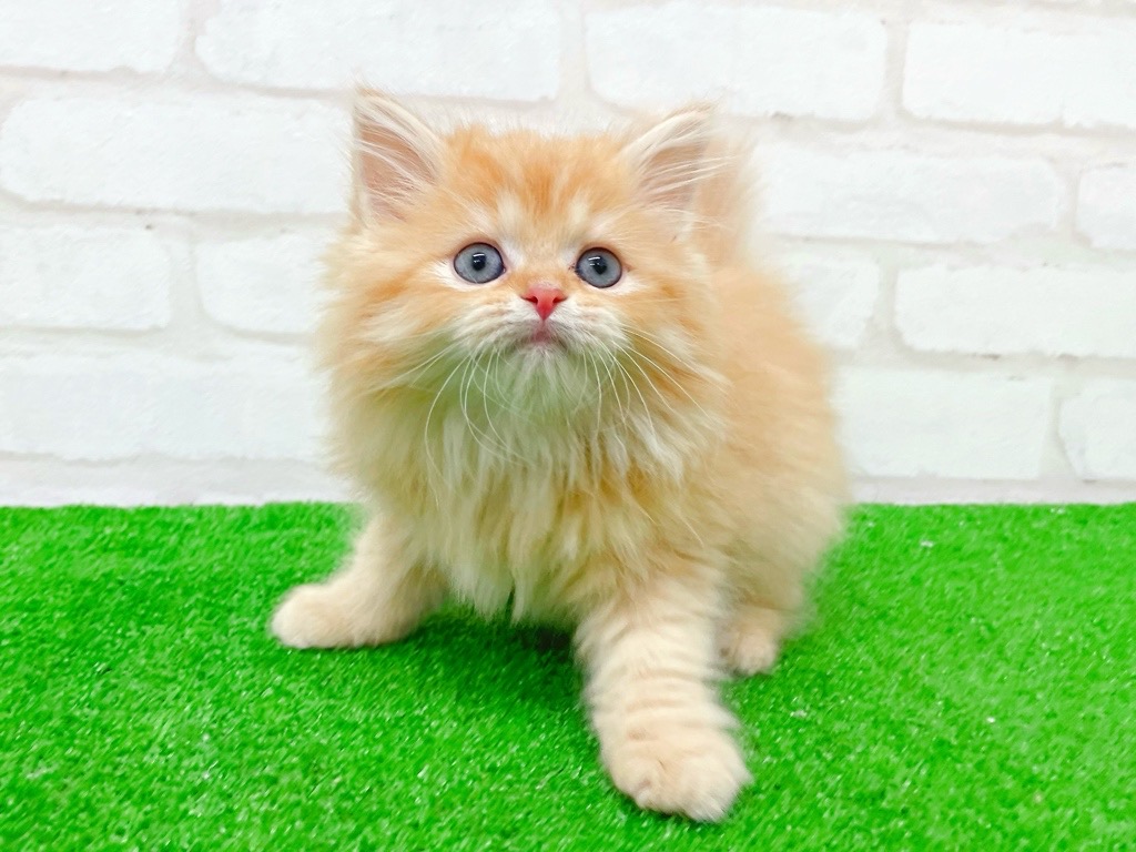 東京都のミヌエット (かねだい立川店/2025年10月10日生まれ/女の子/レッドタビー)の子猫の4枚目の画像