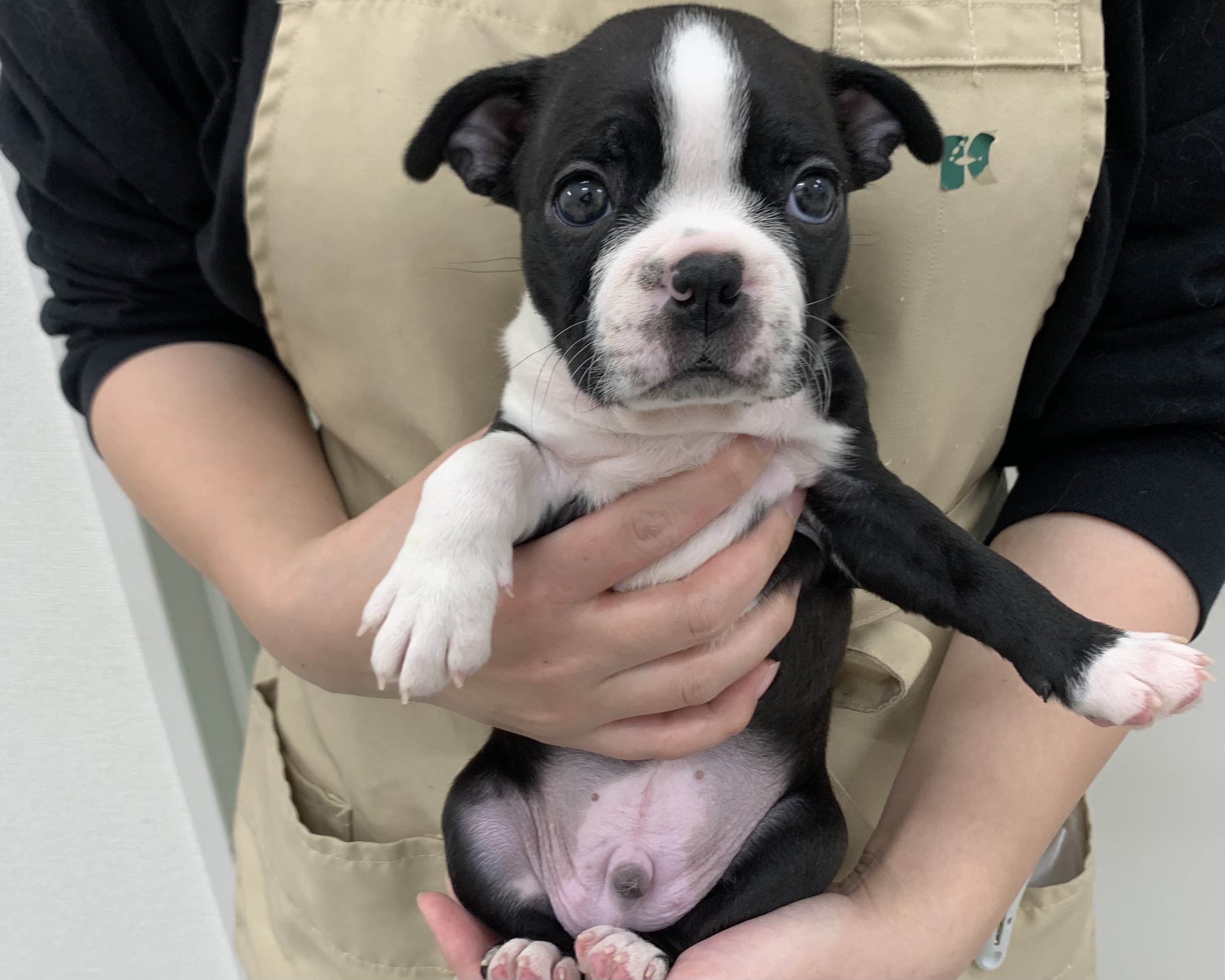 千葉県のボストンテリア (かねだい千葉店/2025年10月10日生まれ/男の子/ボストンカラー)の子犬の1枚目の画像
