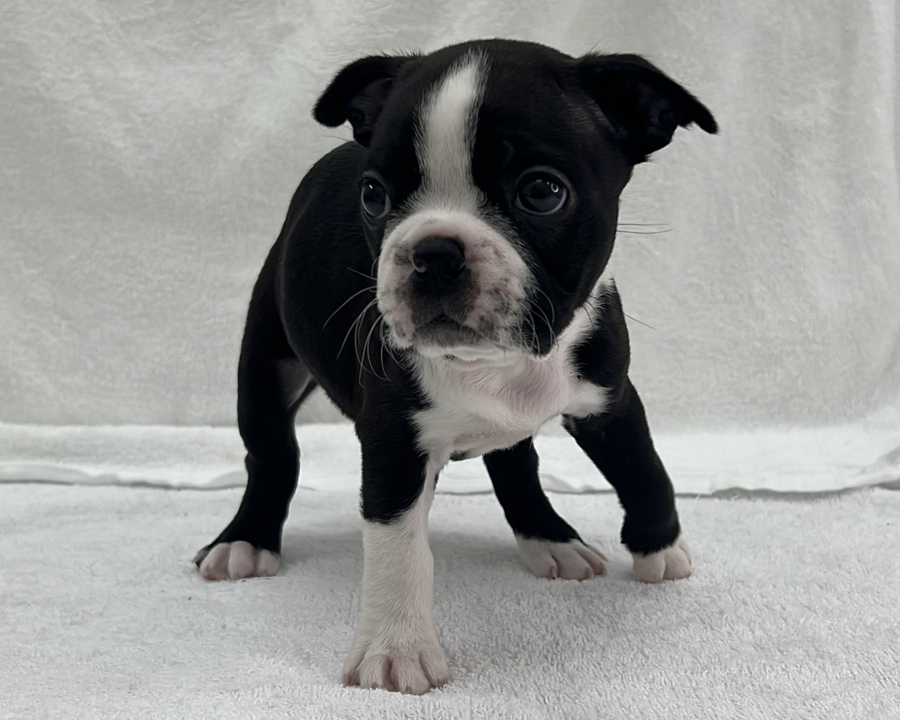 千葉県のボストンテリア (かねだい千葉店/2025年10月10日生まれ/男の子/ボストンカラー)の子犬の2枚目の画像