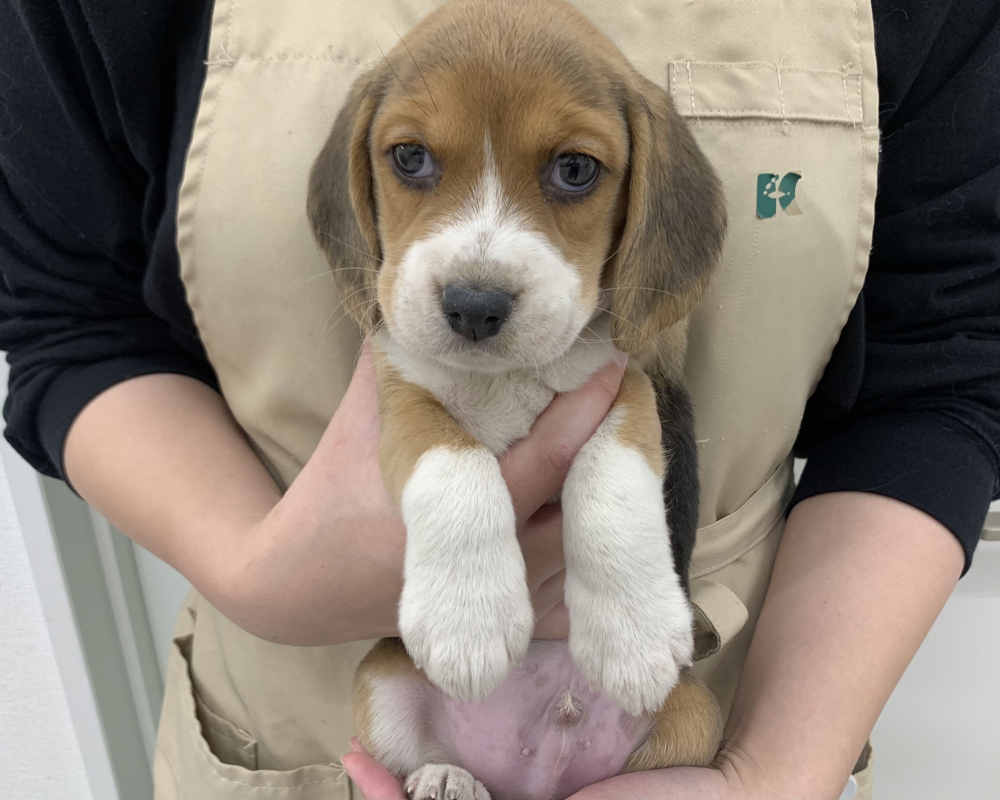 千葉県のビーグル (かねだい千葉店/2025年10月10日生まれ/男の子/ブラックホワイトタン)の子犬の1枚目の画像