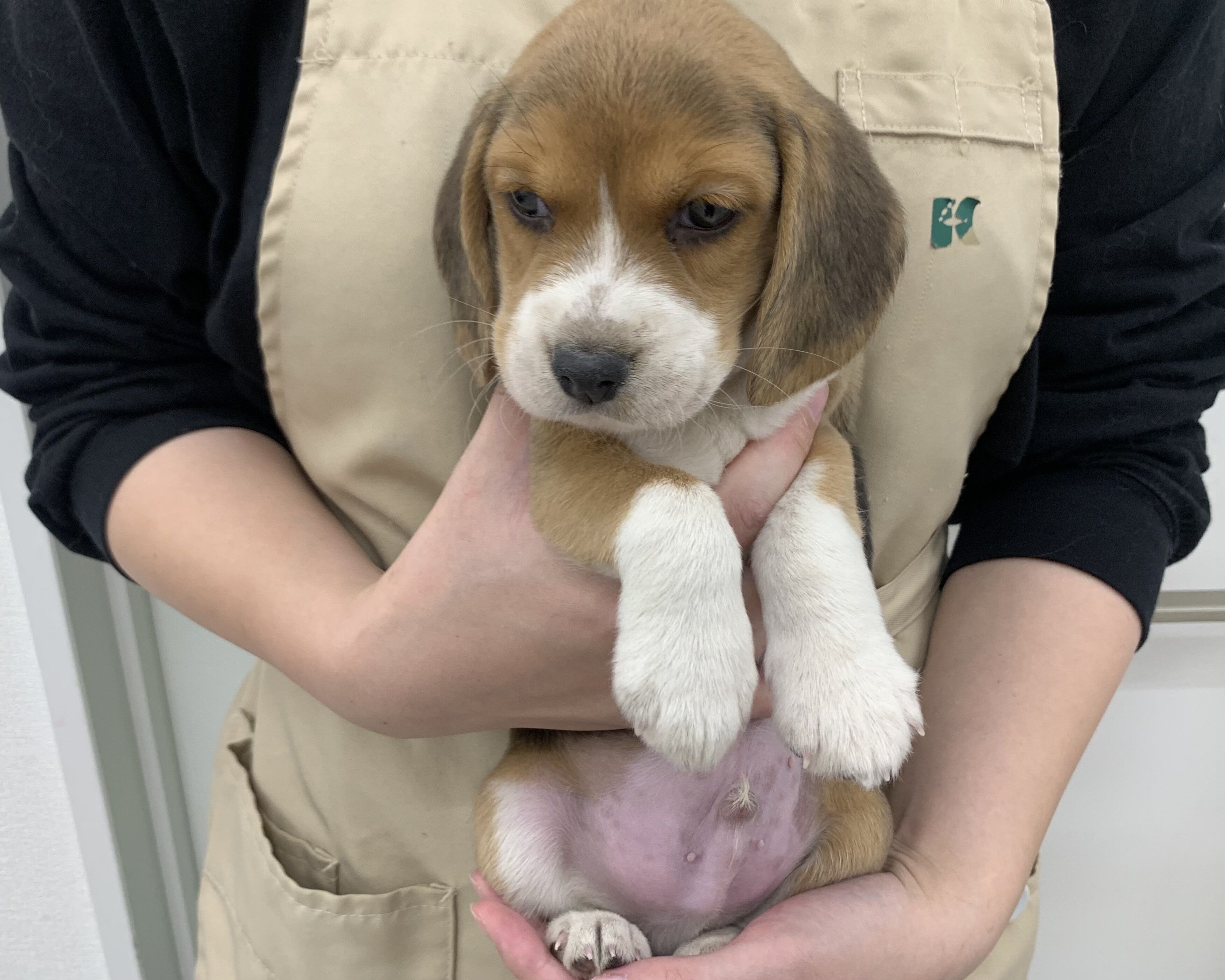 千葉県のビーグル (かねだい千葉店/2025年10月10日生まれ/男の子/ブラックホワイトタン)の子犬の2枚目の画像