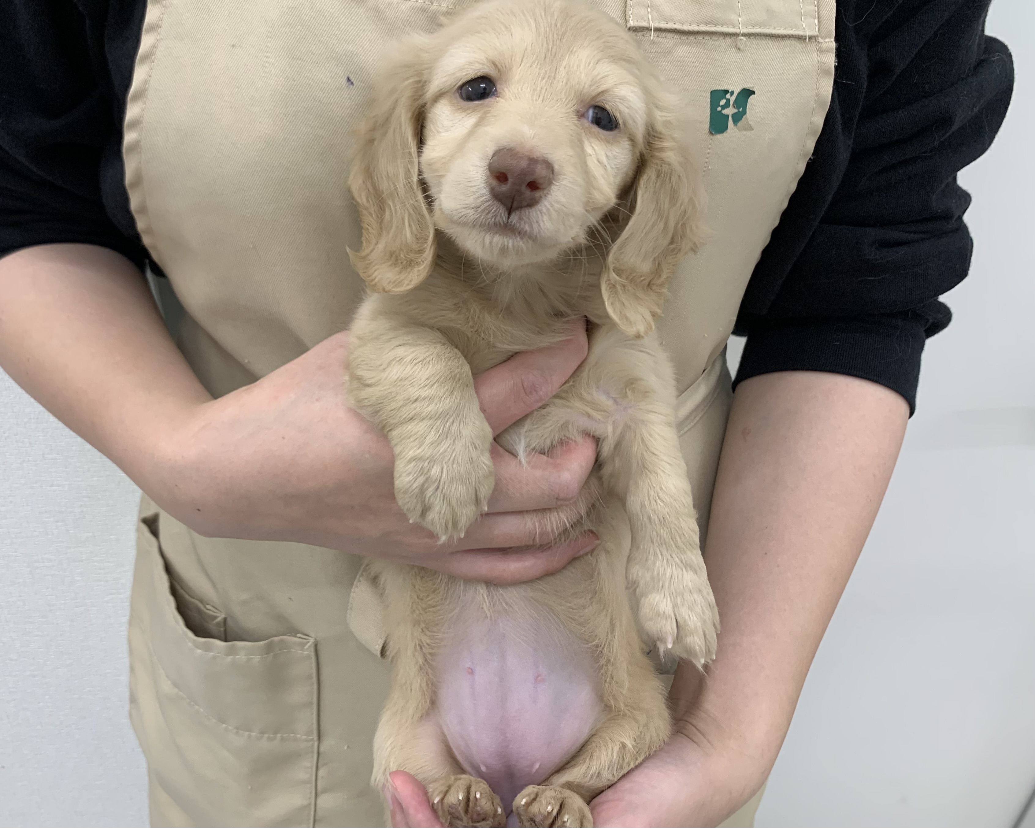 千葉県のミニチュアダックスフンド(ロング) (かねだい千葉店/2025年10月11日生まれ/女の子/クリーム)の子犬の1枚目の画像